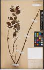 Foto von Salix caprea L.